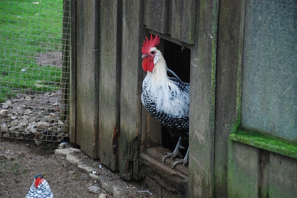 Ferienwohnungen Landgasthaus Janshen Ellscheid Pokoj fotografie